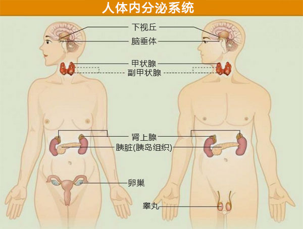 人体内分泌系统图.jpg